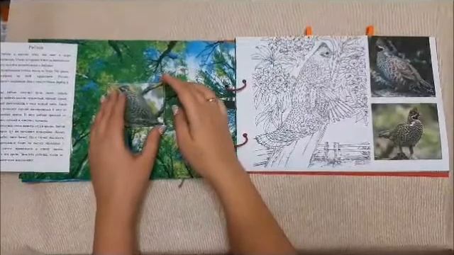 Тактильная книга для индивидуальной работы Красная книга Висимского заповедника