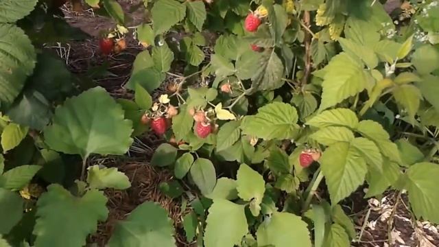 Крупноплодная малина Патриция смотреть онлайн