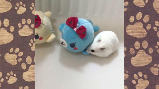 Смешная ОЗВУЧКА | Приколы с животными |Хомяки смешное |Hamsters Like #267