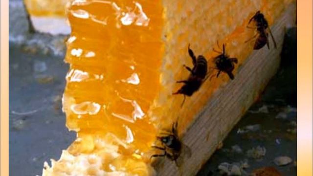 Откуда берется мёд смотреть онлайн