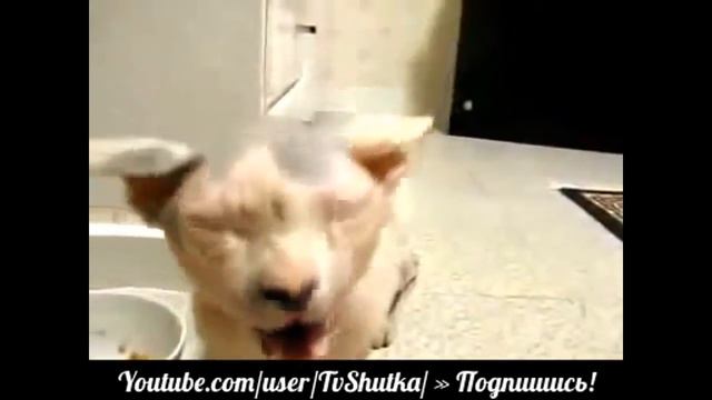 Одуревшие коты смотреть онлайн