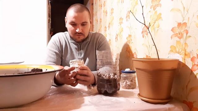 Трюфель+орешник=любовь:) Инокуляция саженцев фундука трюфелем.