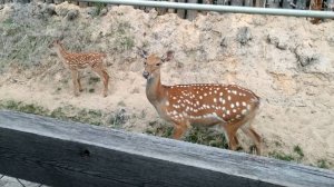 Едем по зоопарку в Ярославле на электромобиле. Ярославский ландшафтный зоопарк
