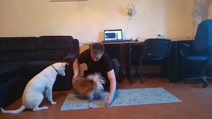 Команда барьер | как научить собаку команде барьер | дрессировка собак