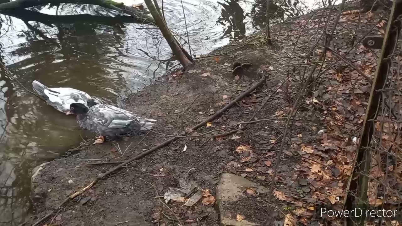 Ночью ловили уток)))) смотреть онлайн