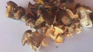 ?Грибы. Лисички, Белые, Глухие (Дубовик - Поддубник). 6 августа Тульская область