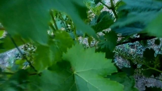 цветение винограда 2017 года фараон ромэо киш миш цитронный смотреть онлайн