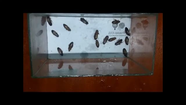 Уничтожение тараканов сухим туманом