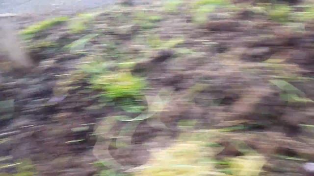 My new garden plant Rhododendron: ('Nova Zembla') смотреть онлайн