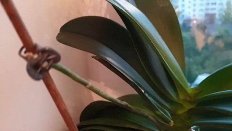 Обзор орхидей осенью || Уход за орхидеями