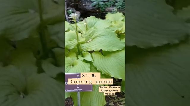 81.a. dancing queen. хоста смотреть онлайн