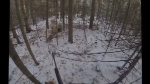 Охота на медведя с лайками.