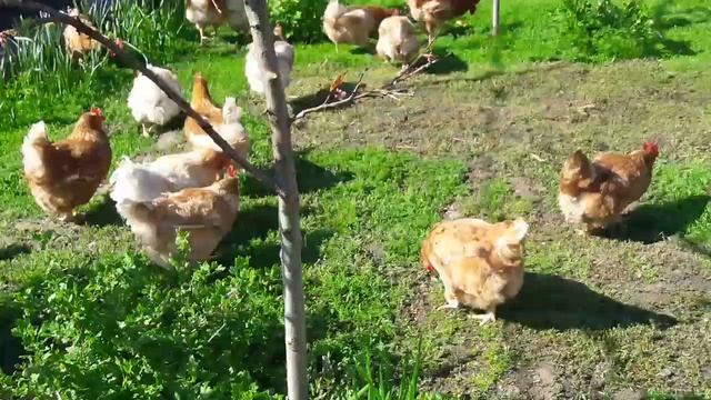 Пропала четвёртая курица/Идеальные куры Мини мясные палевые/Маринование и копчение кур. смотреть онлайн