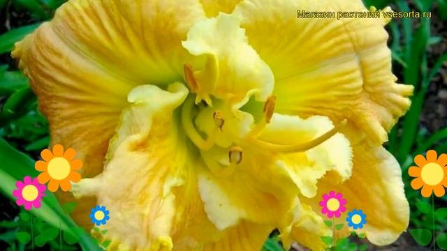 Лилейник гибридный Динамик Дуо. Краткий обзор, описание характеристик hemerocallis Dynamic Duo смотреть онлайн