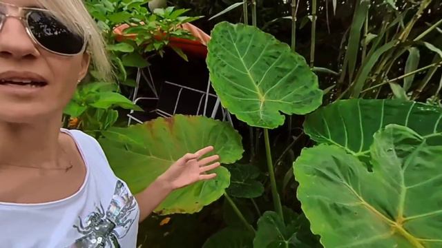 Piękna roślina do ogrodu. Colocasia Leucocasia gigantea, mierzenie liści i wysokości z siostrą Anią смотреть онлайн