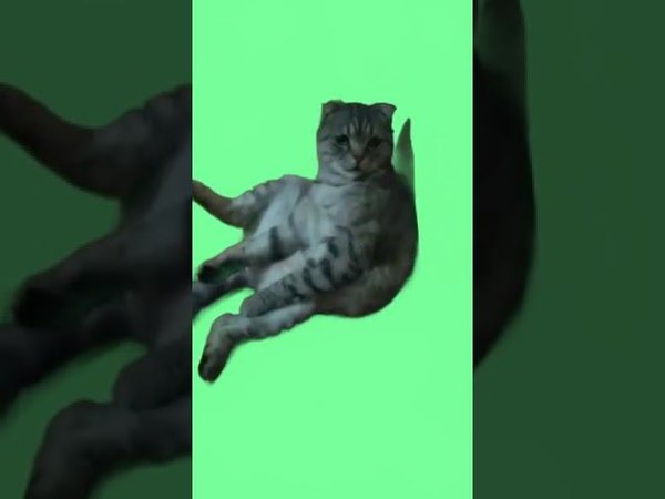 Кот на зеленом фоне