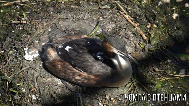 Чомга с птенцами смотреть онлайн