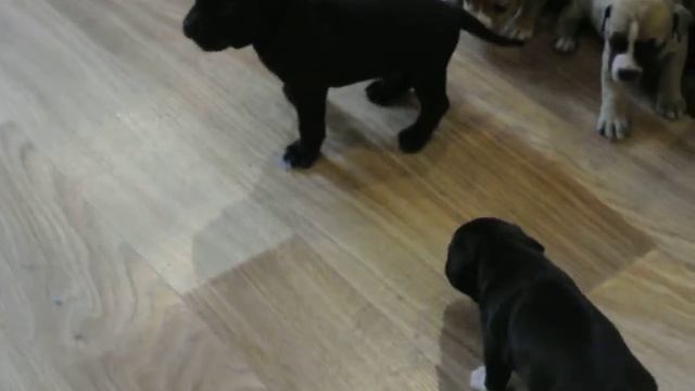 щенки питбуля Kennel APBT "Strong Fire Pitbull" смотреть онлайн