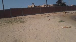 Египет 2021/Погода в Хургаде 9 апреля/Снова ветра/Местные собакены/Блог о жизни в Египте