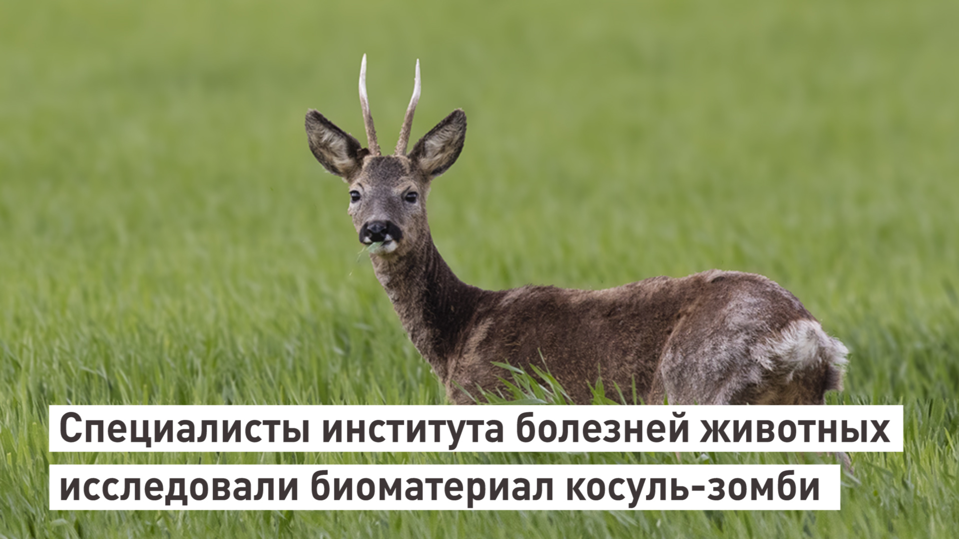 Специалисты института болезней животных исследовали биоматериал косуль-зомби