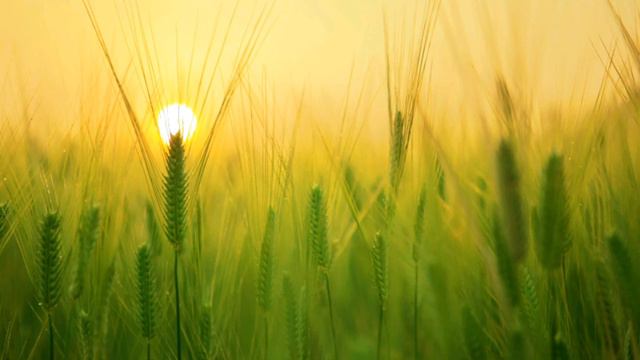 new flute music calms mind,peacefully. relaxing music, peaceful music,sleep music,flute music. смотреть онлайн