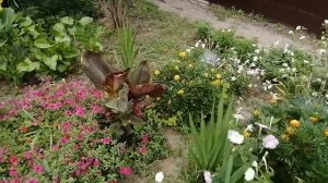 Цветок Канна. Сформированы отличные кусты и начинается цветение.