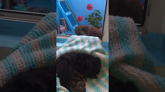 Папа мама и новорождённые щеночки смотреть онлайн