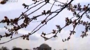 100-летие цветения сакуры отмечают в Вашингтоне