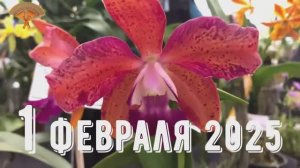 Грабли веерные Для любителей канала Грабли Live  01 02 2025