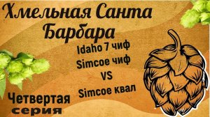 Хмельная санта Барбара!Idaho7 и SIMCOE Yakima Chief VS Yakima Quality Hops!Хмель в пивоварении!Z V