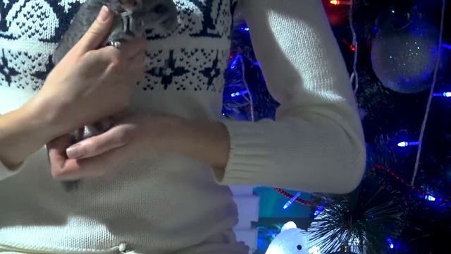 Как выбрать шиншиллу?  Покупка шиншилленка.  Возраст