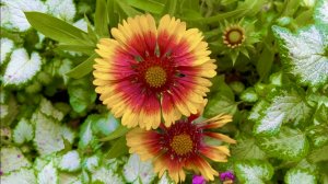 КРАСКИ ОСЕНИ. СЕНТЯБРЬ ТРЕТЬЯ ДЕКАДА. Гайлардия Аризона Сан и другие растения для осеннего сада.