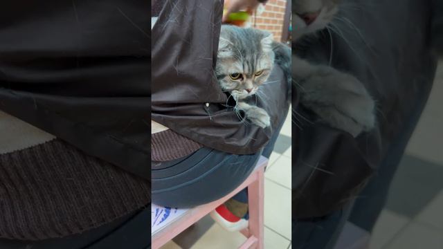 колтуны не давали дышать коже #шортс #шпиц  #домашниеживотные #dog смотреть онлайн