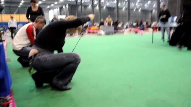 Pražský krysařík - DUO CACIB Brno смотреть онлайн