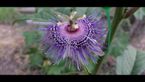 ПАССИФЛОРА мужские и женские цветы.