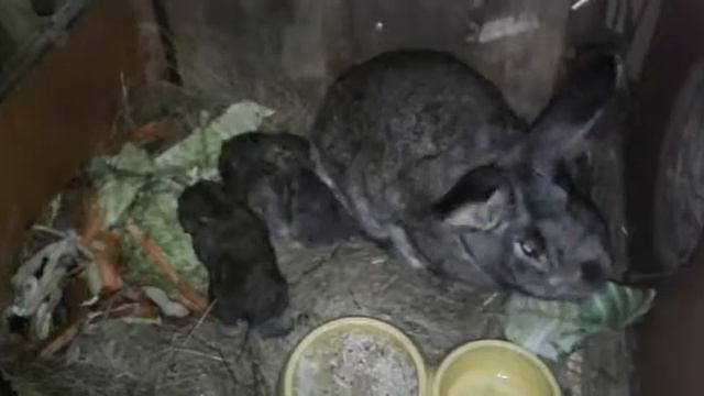 Ночь в деревне. Ночная жизнь кроликов. Мой антидепрессант. смотреть онлайн