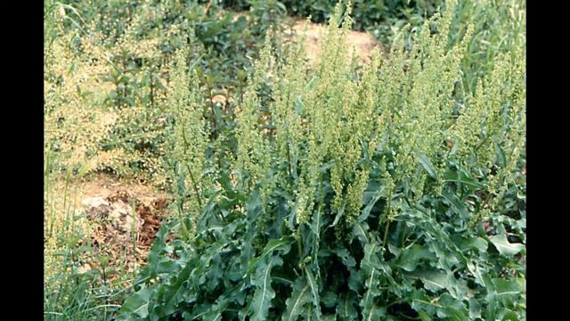 ЩАВЕЛЬ (RUMEX) сем. Гречишные смотреть онлайн