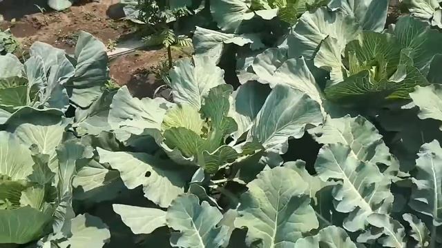 Скороспелая капуста . Как определить готовность.? смотреть онлайн