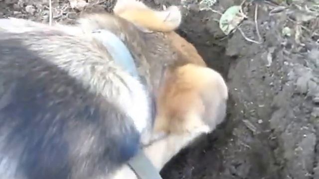 Щенок овчарки помогает выкапывать картофель/Dog digs potatoes смотреть онлайн