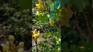 Виноград Медовые Водопады, Интрига, Флирт и Шарм