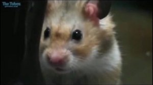 Самый хитрый хомяк в мире!