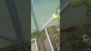 Томаты Примадонна, Орлиное сердце, Кохава, Шоколадка, и другие в обзоре теплицы на 12..08