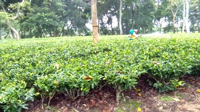 Spraying in tea gardens смотреть онлайн