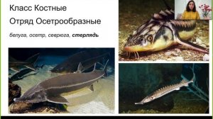 Урок ''Многообразие рыб'' — ЦТ, ЕГЭ, ЗНО.