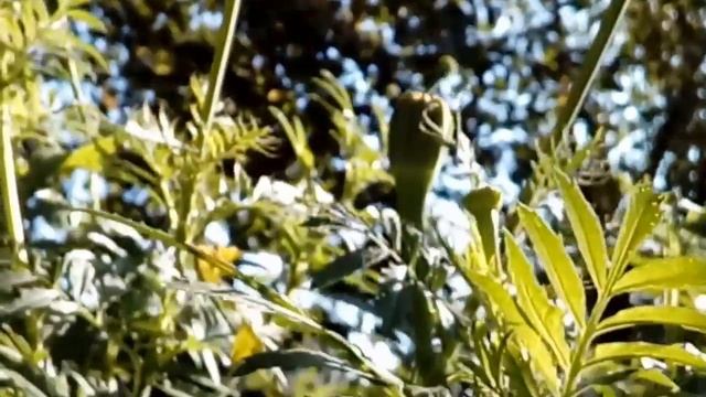 Сад. Цветы. Пчелка, Клен. смотреть онлайн