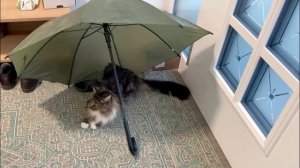 Кот Арчи поправляется, Кошка Анфиса рулит!