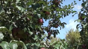 Яблоки, которые долго хранятся  Сорт Антей