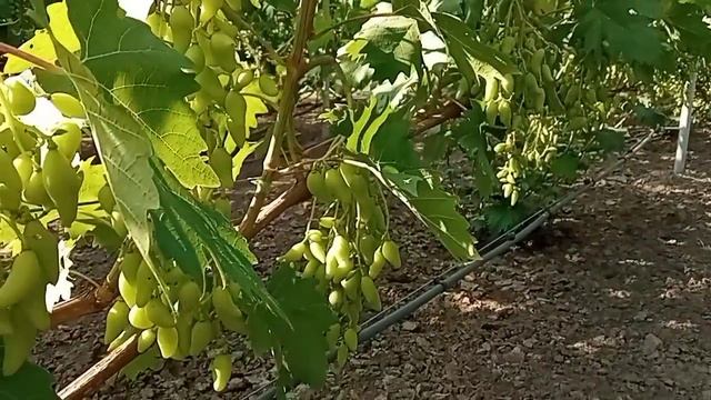 Небольшой обзор ультраранних форм винограда смотреть онлайн