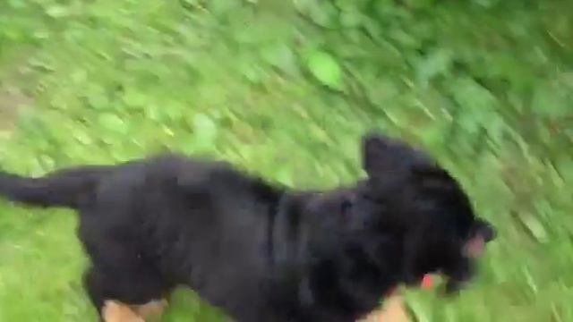 Охота на цыплят. смотреть онлайн