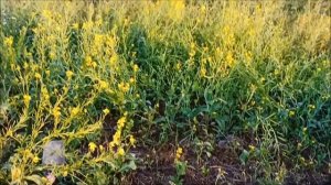 Ромашки-цветы